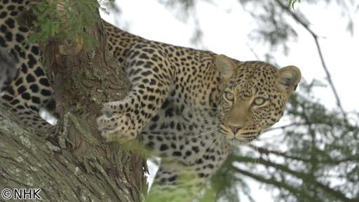 ダーウィンが来た！「忍びのワザで生きろ！ヒョウ母子」🈖🈑