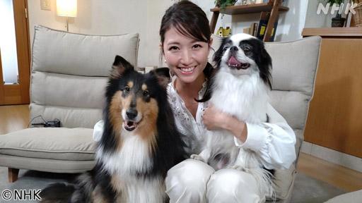 心おどる　犬ワールド（５）日本の犬・外国の犬🈖🈑