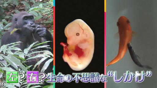 サイエンスZERO 左?右?生命の不思議な“しかけ”