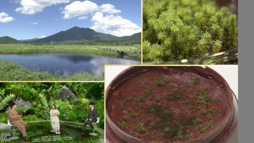 サイエンスZERO 人類の未来を変える“吸収力” 小さなコケのミラクルパワー