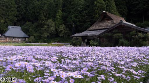 美の壺「千年咲きほこる　菊」🈑