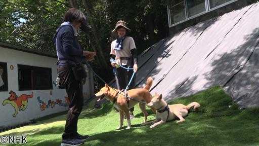 家族になろうよ　犬と猫と私たちの未来　野犬を救う🈑