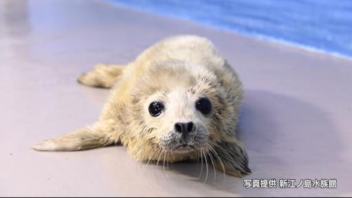 ダーウィンが来た！「命を守れ！動物赤ちゃん大集合」🈖🈑