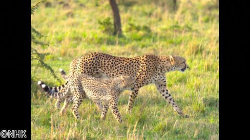 ワイルドライフ　乾燥の大地　チーターとアフリカゾウ試練に挑む母親たち🈖🈑