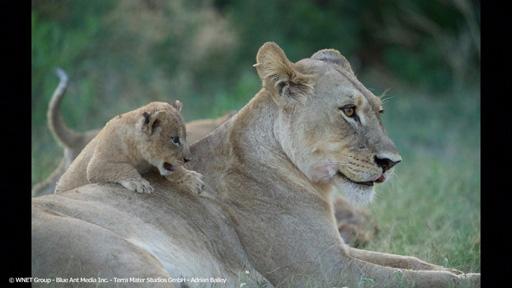 地球ドラマチック　サバンナの“ビッグキャット”　子育て編🈔🈑