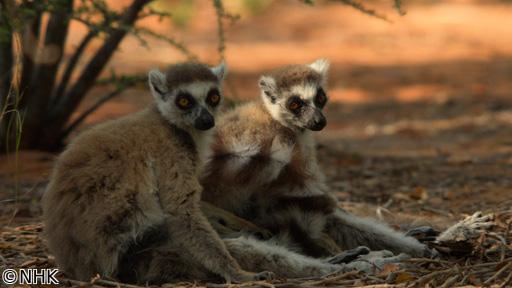 ダーウィンが来た！「密着１１年！ワオキツネザル　メスの“友情”物語」🈖🈑