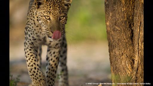 地球ドラマチック　サバンナの“ビッグキャット”　旅立ち編🈔🈑
