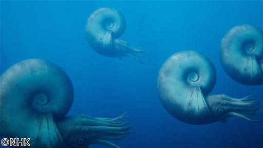 ダーウィンが来た！「恐竜時代の“陰の主役”　アンモナイト大研究」🈖🈑