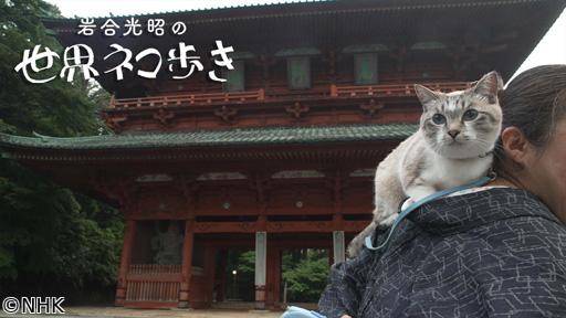岩合光昭の世界ネコ歩き　高野山　和歌山🈑