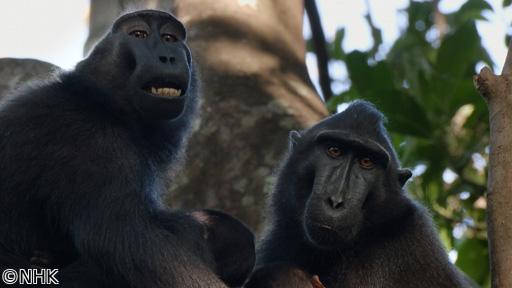 ワイルドライフ　秘密のメッセージ　生きものたちのコミュニケーション🈖🈑