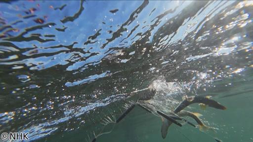 さわやか自然百景　新春特集　川の国　日本　水が紡ぐ命🈑
