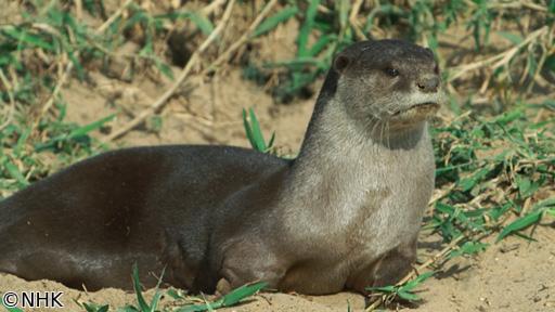 ワイルドライフ　ＳＰ　南インドの水辺　私のカワウソ日記🈖🈑