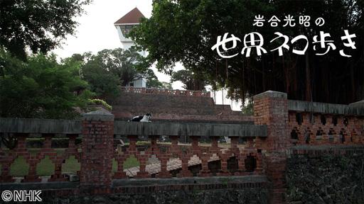 岩合光昭の世界ネコ歩き　台南🈑