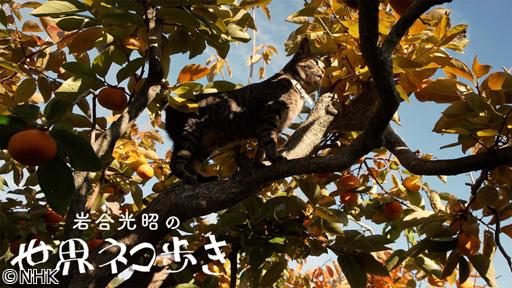 岩合光昭の世界ネコ歩き　三河🈑