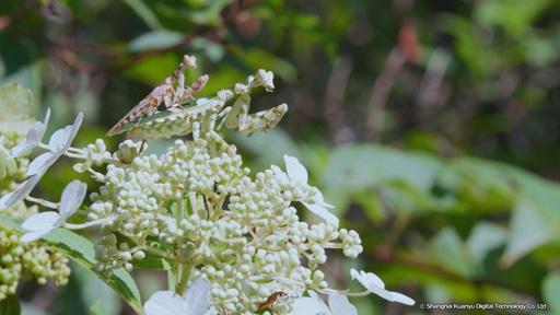 地球ドラマチック　シリーズ　中国　野生の楽園　悠久の武夷山🈔🈑