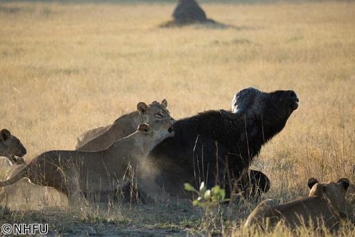 🆟オカバンゴ　水の魔法が生み出すアフリカの奇跡🆠🈖🈑🆧