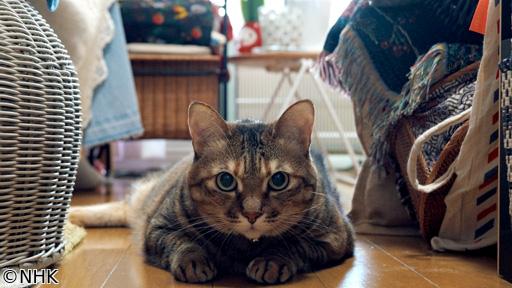 ネコメンタリー　猫も、杓子（しゃくし）も。　村山早紀と千花🈖🈑