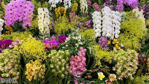 世界らん展　２０２６−花と緑の祭典−