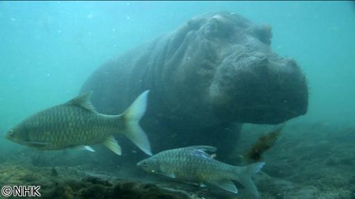 ダーウィンが来た！「強い！かわいい！カバ大百科」🈖🈑