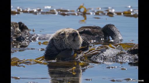 地球ドラマチック　ラッコの暮らすケルプの森で🈔🈑