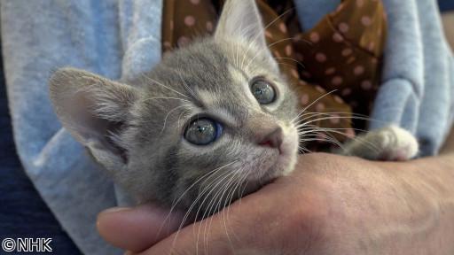 ねこ育て　いぬ育て（２２）🈑