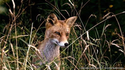 地球ドラマチック　オスロ　野生の息づく街で🈔🈑