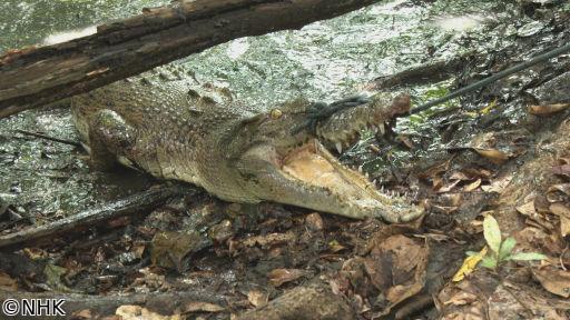 超密着！世界の凄（すご）ワザキング　オーストラリア　ワニハンター🈑