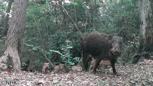 ダーウィンが来た！「長期密着・多摩川トライアングル　ついに巨獣あらわる！？」🈖🈑