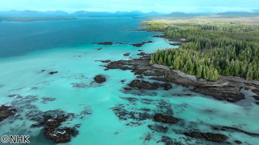 ダーウィンが来た！「生きもの大集合！謎の白い海」🈖🈑