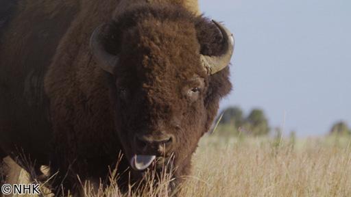 ワイルドライフ　北米イエローストン　よみがえる草原の守護者　バイソン🈖🈑