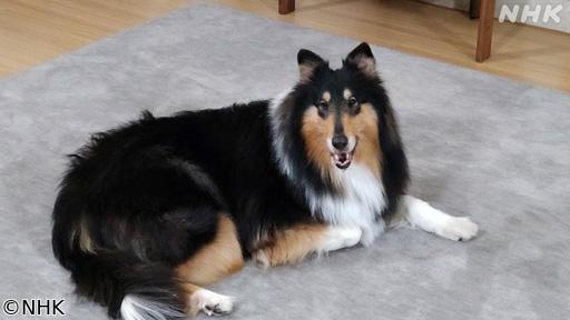 心おどる　犬ワールド（３）人とともに働く犬🈖🈑