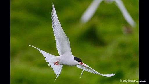 地球ドラマチック　渡り鳥の楽園　アイスランド🈔🈑