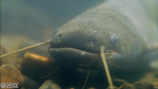 ダーウィンが来た！「徹底解明！ナマズの超能力」🈖🈑