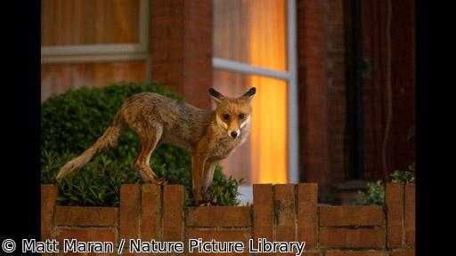 ワイルドライフ　国際共同制作　ワイルドロンドン🈖🈑
