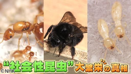 サイエンスＺＥＲＯ“社会性昆虫”大繁栄の真相🈖🈑