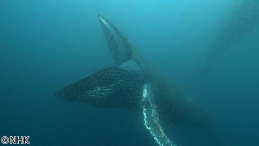 ワイルドライフＳＰ　南アフリカ　世界初！巨大クジラ３００頭海に響く歌の秘密🈖🈑