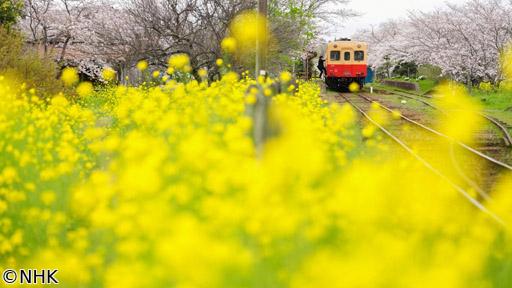 中井精也の絶景！てつたび　春風そよぐ千葉・小湊鉄道を行く！🈑