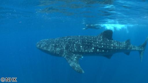 ワイルドライフ　ＳＰ　よみがえる感動　「ジンベエザメ」「巨大クジラ」大集結🈑