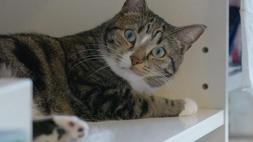ネコメンタリー 猫も、杓子（しゃくし）も。 - 番組表.Gガイド[放送局