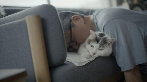 ネコメンタリー 猫も、杓子（しゃくし）も。 - 番組表.Gガイド[放送局