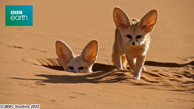 ＢＢＣ　Ｅａｒｔｈ　ドッグ・イン・ザ・ワイルド　＃１　それぞれの暮らし🈔