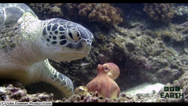 ＢＢＣ　Ｅａｒｔｈ　スパイ・オーシャン　＃４　深く適応する🈡🈔