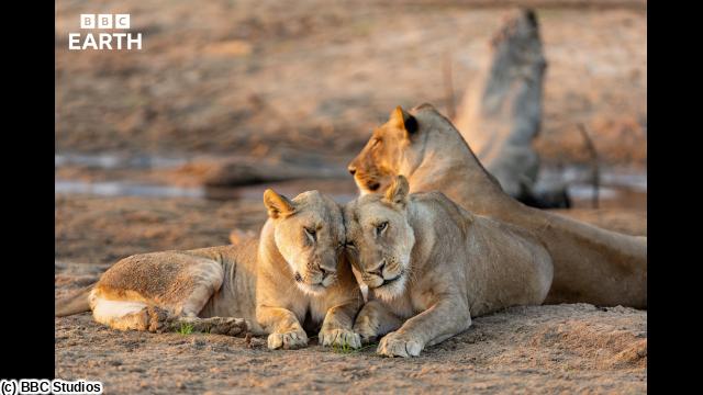 🈠ＢＢＣ　Ｅａｒｔｈ　２０２６　キングダム　大地の覇者　＃３　襲撃🈔