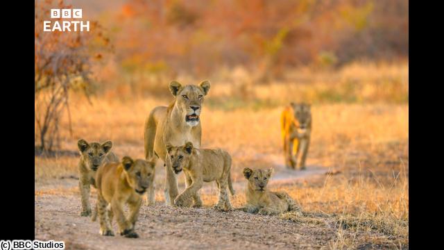 🈠ＢＢＣ　Ｅａｒｔｈ　２０２６　キングダム　大地の覇者　＃５　誕生🈔