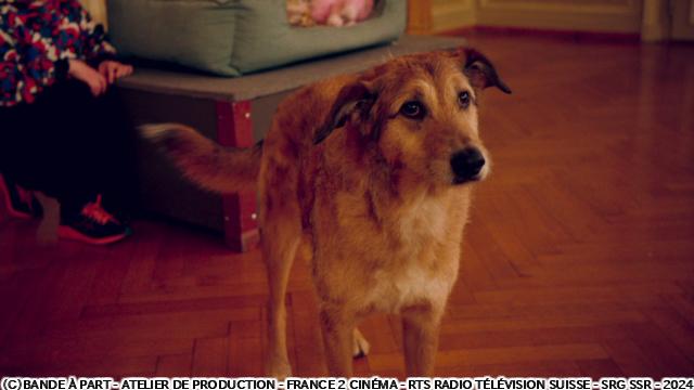 🈙犬の裁判（字幕版）🅍