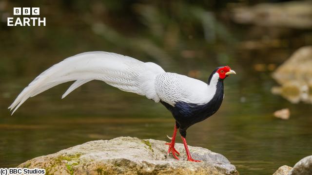 ＢＢＣ　Ｅａｒｔｈ　２０２６　ワイルド・チャイナ　＃１　山地🈔