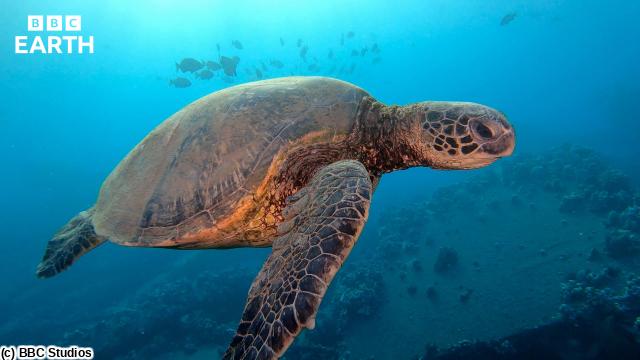 🈠ＢＢＣ　Ｅａｒｔｈ　２０２６　ワイルド・チャイナ　＃２　海岸🈔