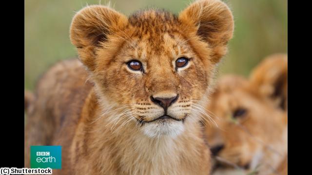 ＢＢＣ　Ｅａｒｔｈ　アニマル・ベビー〜野生の成長物語〜　＃３🈡🈔