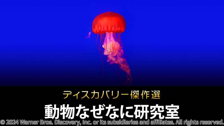 ディスカバリー傑作選　動物なぜなに研究室　＃19