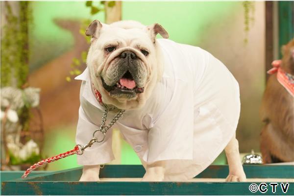 ＭＣニホンザル！人間研究所◆ドラマ「こちら予備自衛英雄補？！」第３話🈑